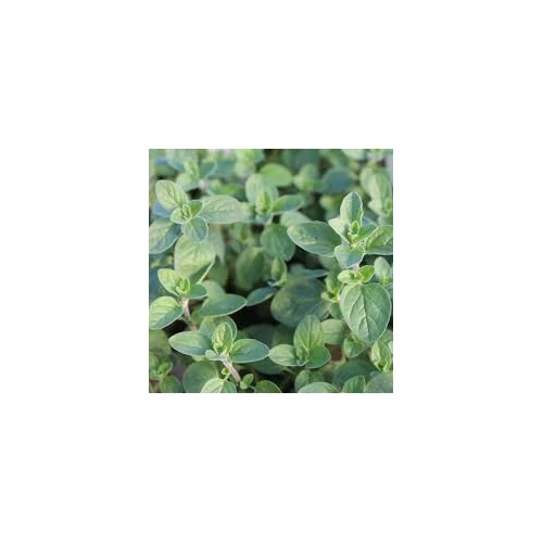 Origanum Supreme