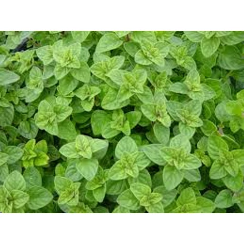 Origanum Vulgare Hot and spicy