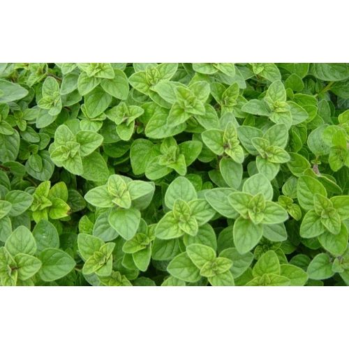 Origanum vulgare 'Aurea' (Közönséges szurokfű)