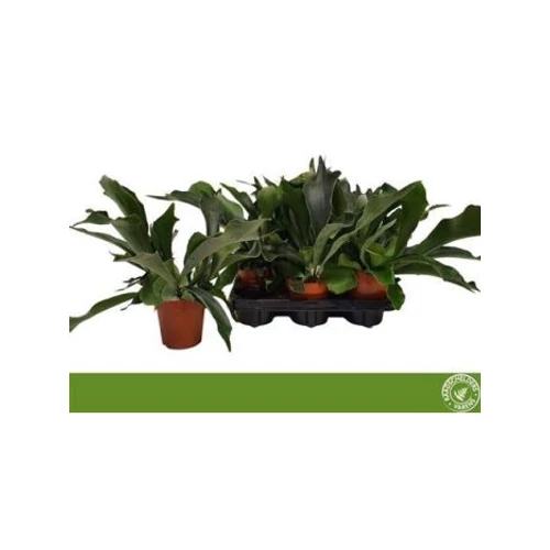 PLATYcerium BIFURCATUM