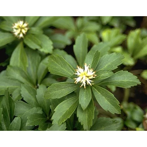 Pachysandra terminalis - Japán kövérke