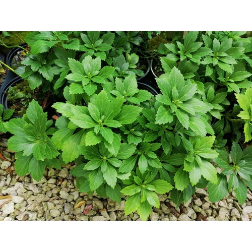 Pachysandra terminalis 'Green Carpet' - Rombusz alakú levelű japán kövérke