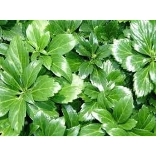 Pachysandra terminalis 'Green Sheen' - 