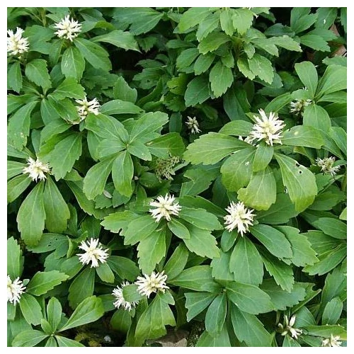 Pachysandra terminalis 'Green Sheen' (Japán kövérke)