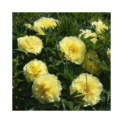 Paeonia itoh 'Yellow Crown' (Illatos bazsarózsa)