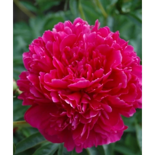 Paeonia lact. Felix Crousse