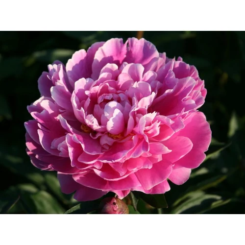 Paeonia lactiflora Gilbert Barthelot - Lágyszárú bazsarózsa