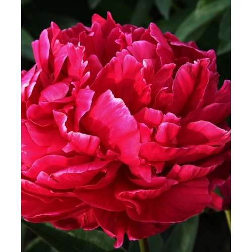 Paeonia lact. Karl Rosenfield
