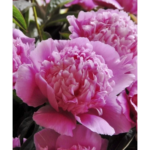 Paeonia lact. Koningin Wilhelmina