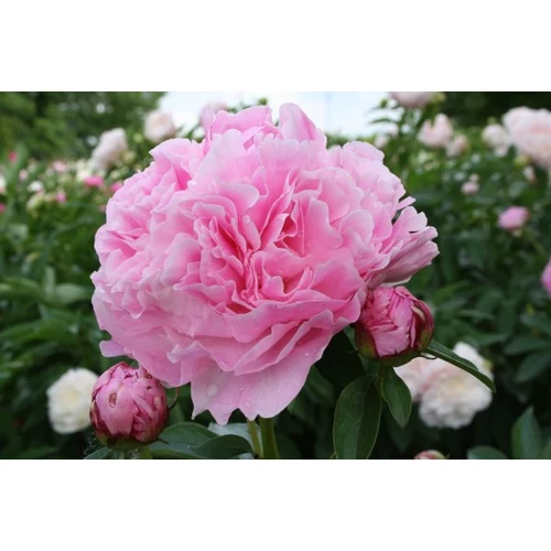 Paeonia lact. Miss Eckhart