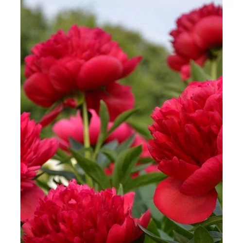 Paeonia lact. Red Magic
