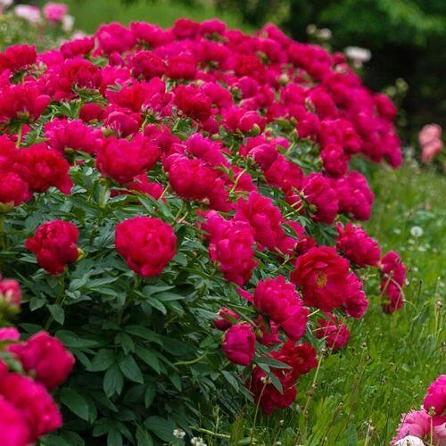 Paeonia lactiflora 'Red Sarah Bernhardt' (Illatos bazsarózsa)
