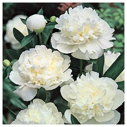 Paeonia officinalis 'Alba Plena' (Kerti bazsarózsa)