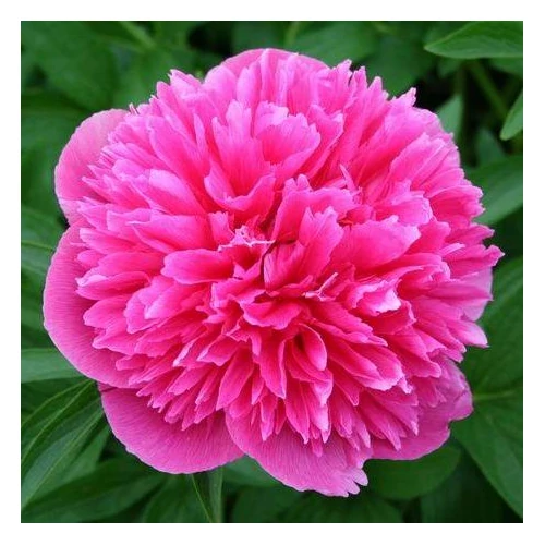 Paeonia officinalis (Kerti bazsarózsa)