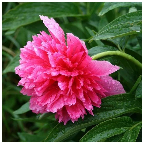 Paeonia officinalis 'Rosa Plena' (Kerti bazsarózsa)