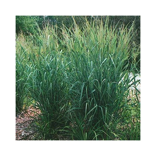 Panicum virgatum 'Dallas Blues' vesszős köles