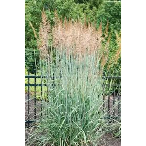Panicum virgatum 'Prairie Sky' - Vesszős köles