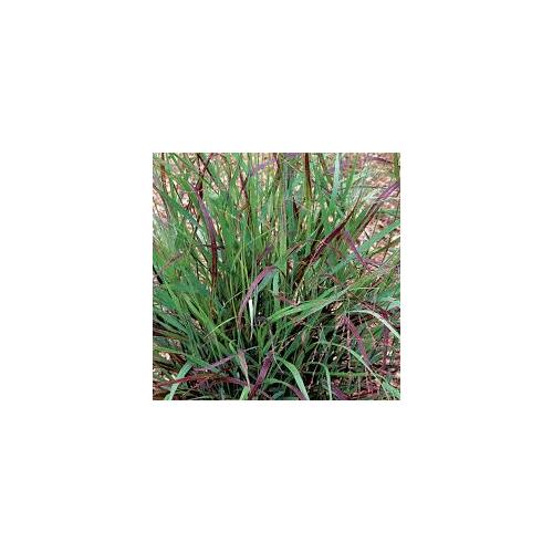 Panicum virgatum 'Shenandoah'