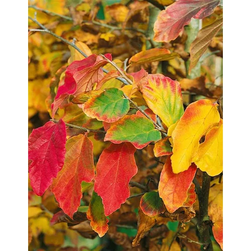 Parrotia persica - Perzsa varázsfa