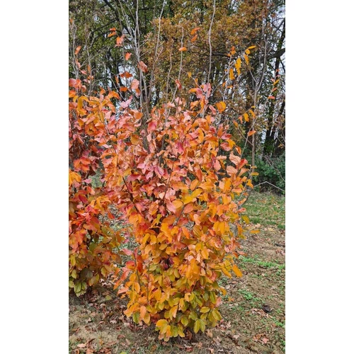 Parrotia persica 'Vanessa' - Oszlopos perzsa varázsfa