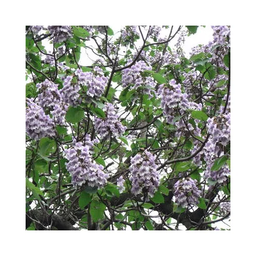 Paulownia tomentosa - Kínai császárfa
