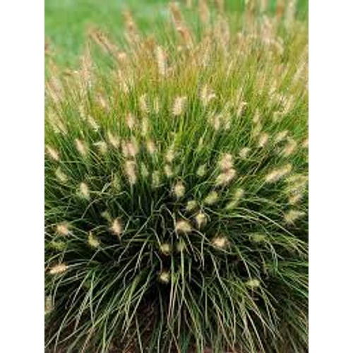 Pennisetum alopecuroides ’Little Bunny’ ,Törpe tollborzfű