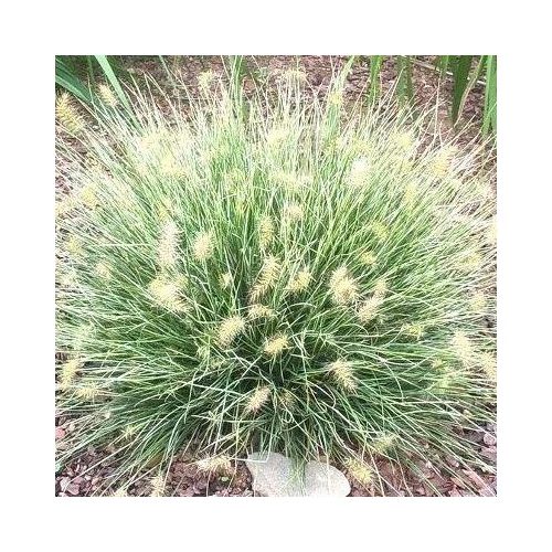 Pennisetum alopecuroides 'Little Honey' (Lámpatisztítófű)