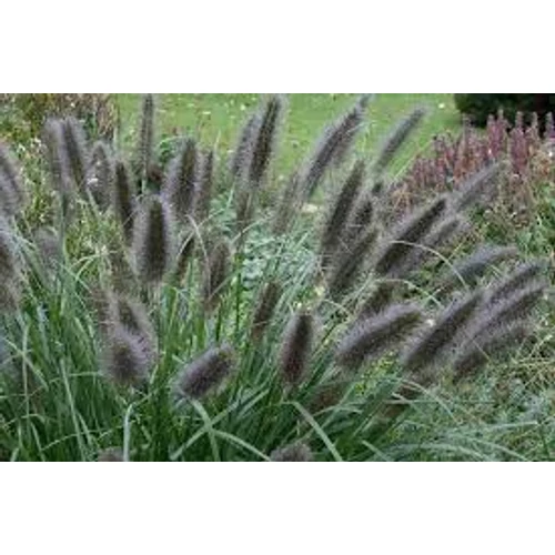Pennisetum alupecuroides 'Black Beauty' Tollborzfű