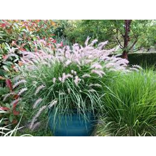 Pennisetum orientale 'Fairy Tails'keleti tollborzfű