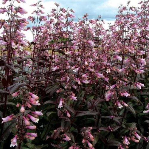 Penstemon digitalis 'Dark Towers' (Bíborlevelű bugatölcsér) /mahagóni lomb/