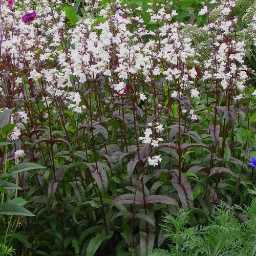 Penstemon digitalis 'Husker Red' (Bíborlevelű bugatölcsér) /bíbor lomb/