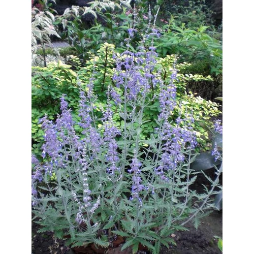 Perovskia atriplicifloia 'Lacey Blue'® - 