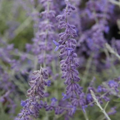 Perovskia atriplicifolia 'Silvery Blue'® - Kék sudárzsálya