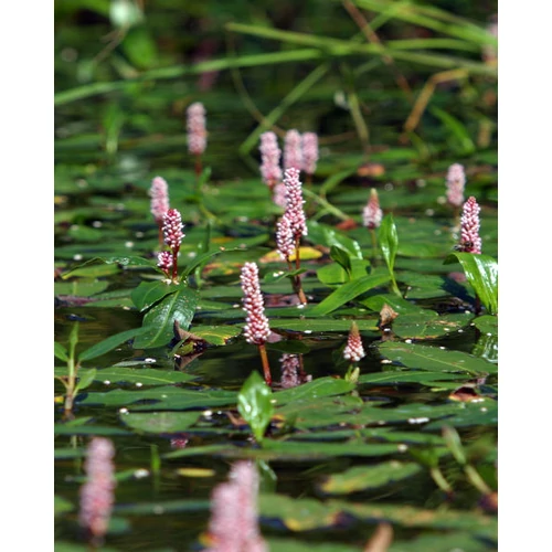 Persicaria amphibium (Vidrakeserűfű)