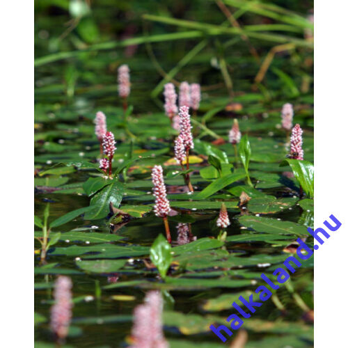 Persicaria amphibium (Vidrakeserűfű)