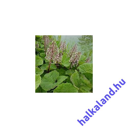 Petasites Hybridus Vörös acsalapu kerti tavi növény