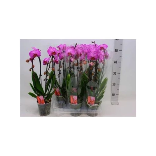 Phalaenopsis 2 ÁG CASCADE PINK CIRMOS