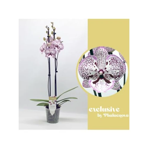 Phalaenopsis 2 ÁG GRACE