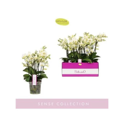 Phalaenopsis BELLISSIMO BELLA