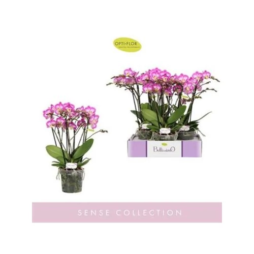 Phalaenopsis BELLISSIMO CARO