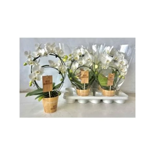 Phalaenopsis KÖRKÖRÖS FEHÉR
