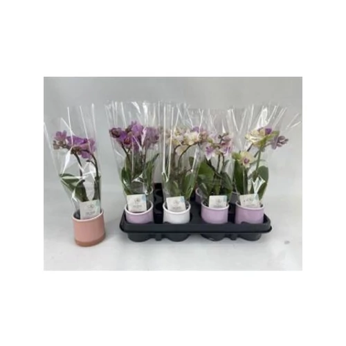 Phalaenopsis MINI 2 ÁG KASPÓS *12