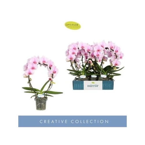Phalaenopsis MIRROR MIRACLE TIANA