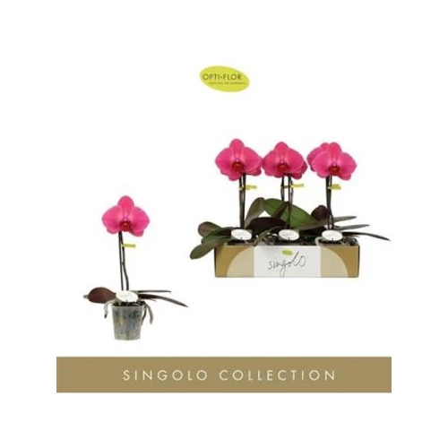 Phalaenopsis SINGOLO HILDA