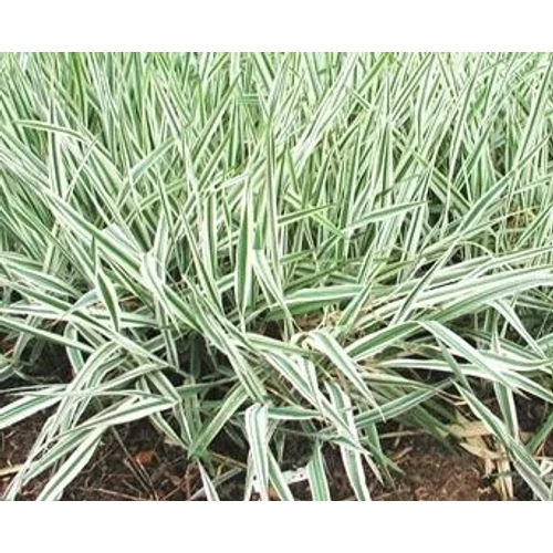 Phalaris arundinacea var. picta - Csíkos zöld pántlikafű - Kerti tavi növény