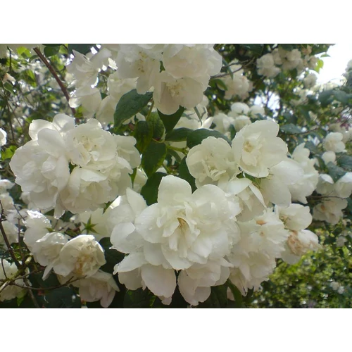 Philadelphus 'Biały Karzeł' - Teltvirágú jezsámen