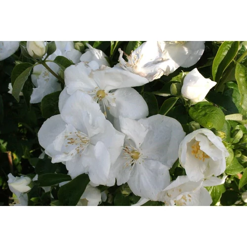 Philadelphus 'Bouquet Blanc' - Teltvirágú jezsámen