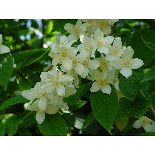 Philadelphus 'Justynka' - Enyhén illatos jezsámen