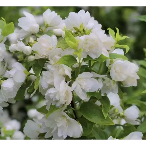 Philadelphus 'Manteau d'Hermine' - Törpe jezsámen