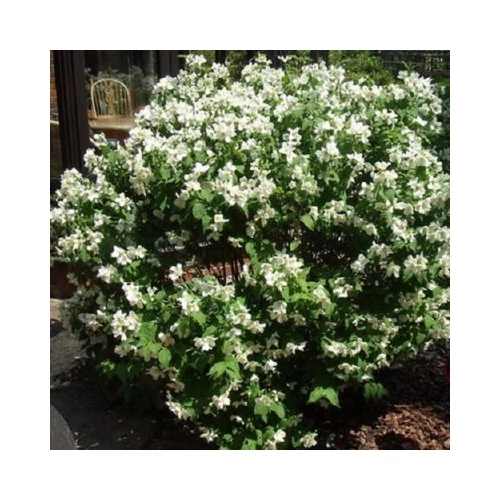 Philadelphus 'Mont Blanc' - Illatos, szimpla virágú jezsámen